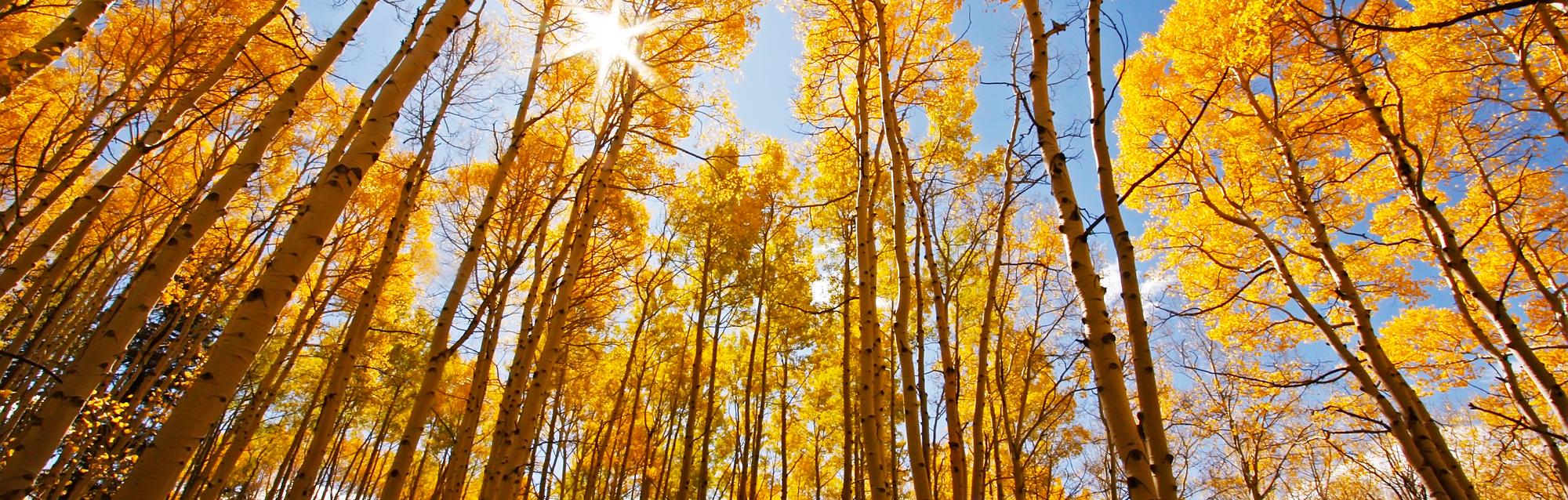 Aspens